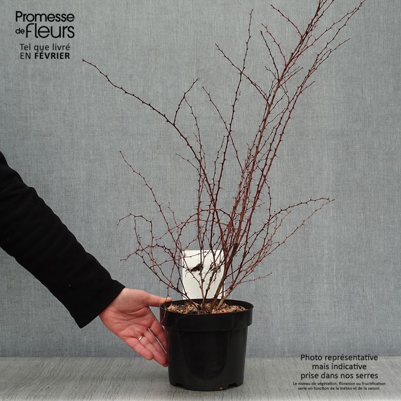 Exemplar von Berberis thunbergii Rosy Glow Topf mit 2L/3L wie im Winter geliefert