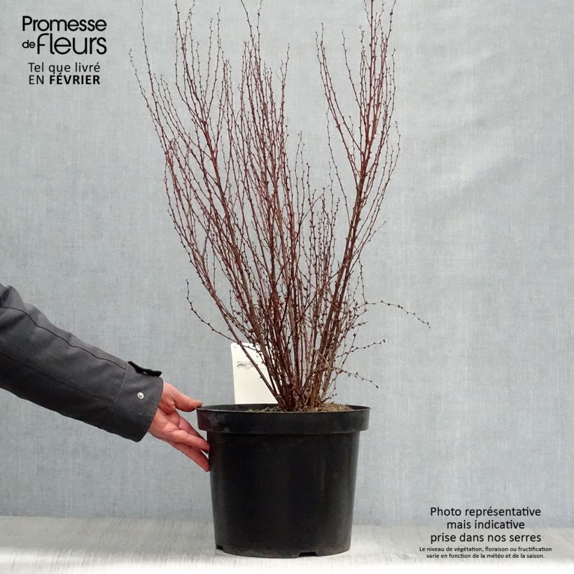 Exemplar von Berberis thunbergii Rosy Rocket Topf mit 7,5L/10L wie im Winter geliefert