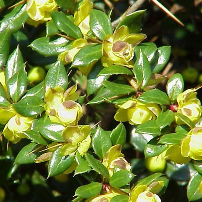 Berberis verrucosa - Warzen-Berberitze (Flowering)