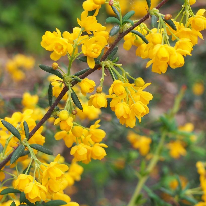Berberis stenophylla - Schmalblättrige Berberitze (Flowering)