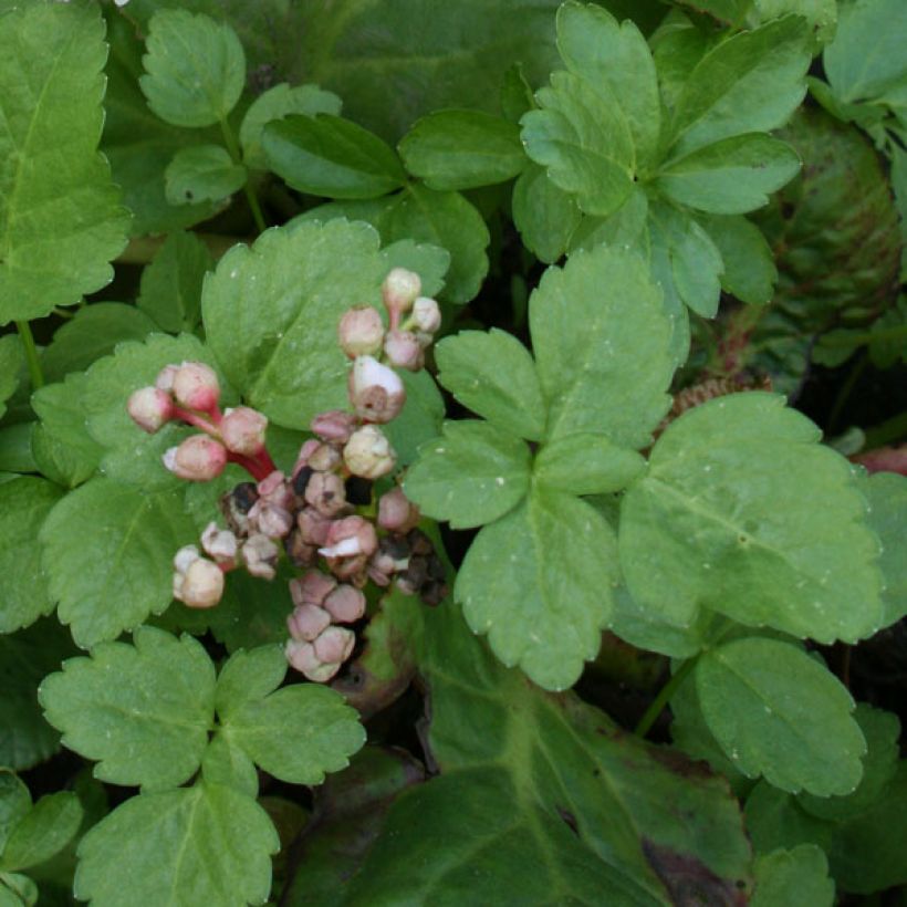 Bergenia Baby Doll - Bergenie (Foliage)