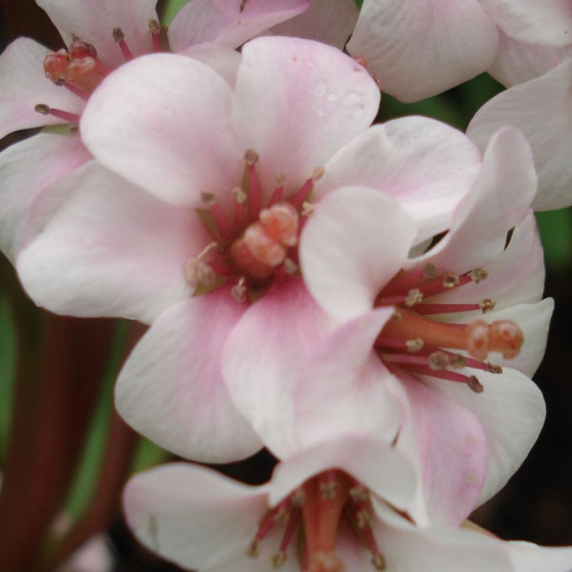Bergenia Baby Doll - Bergenie (Flowering)