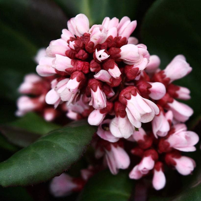 Bergenia Bach - Bergenie (Flowering)