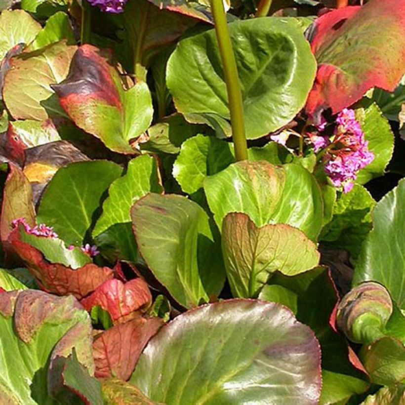 Bergenia Bartok - Bergenie (Foliage)