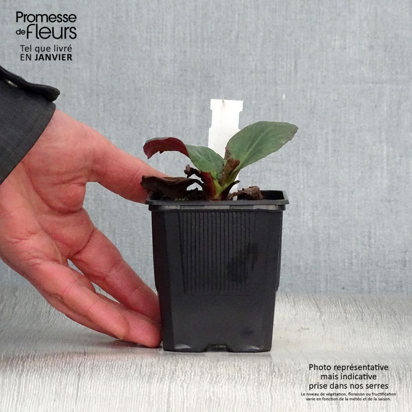 Exemplar von Bergenia Bartok - Bergenie Kleine Töpfe von 8/9 cm wie im Winter geliefert