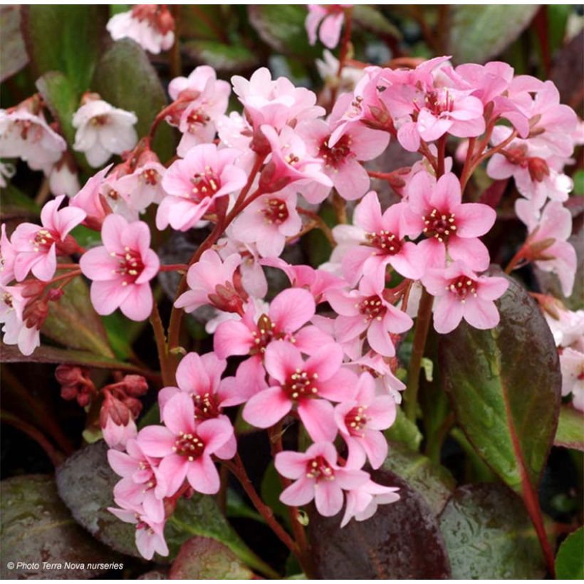 Bergenia Pink Dragonfly - Bergenie (Flowering)