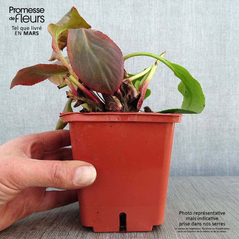 Exemplar von Bergenia Bressingham White - Bergenie Topf mit 1,5L/2L wie im Winter geliefert