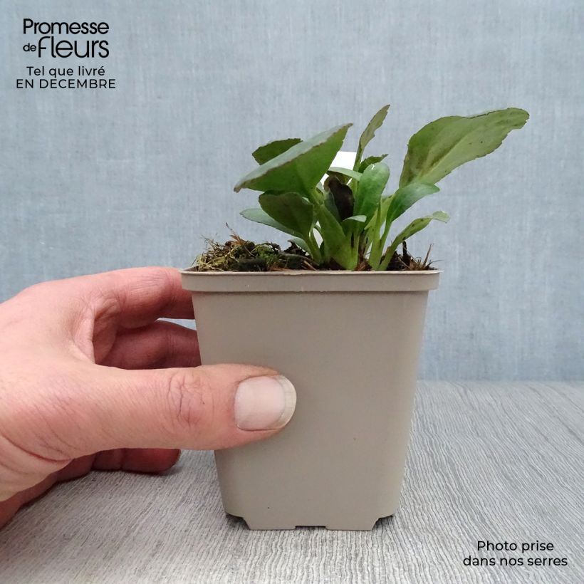 Exemplar von Bergenia cordifolia Dragonfly Sakura - Bergenie Kleine Töpfe von 8/9 cm wie im Winter geliefert