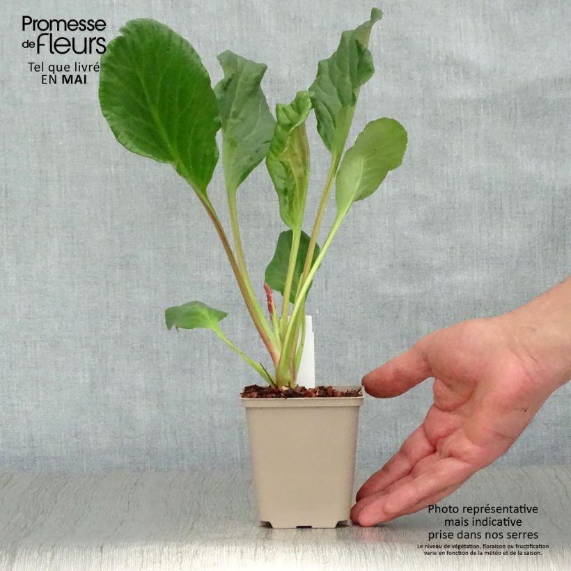 Exemplar von Bergenia Eden's Magic Giant - Bergenie Kleine Töpfe von 8/9 cm wie im Frühjahr geliefert