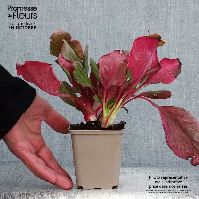 Example of Bergenia Eden's Magic Giant - Bergenie Kleine Töpfe von 8/9 cm as you get in automne