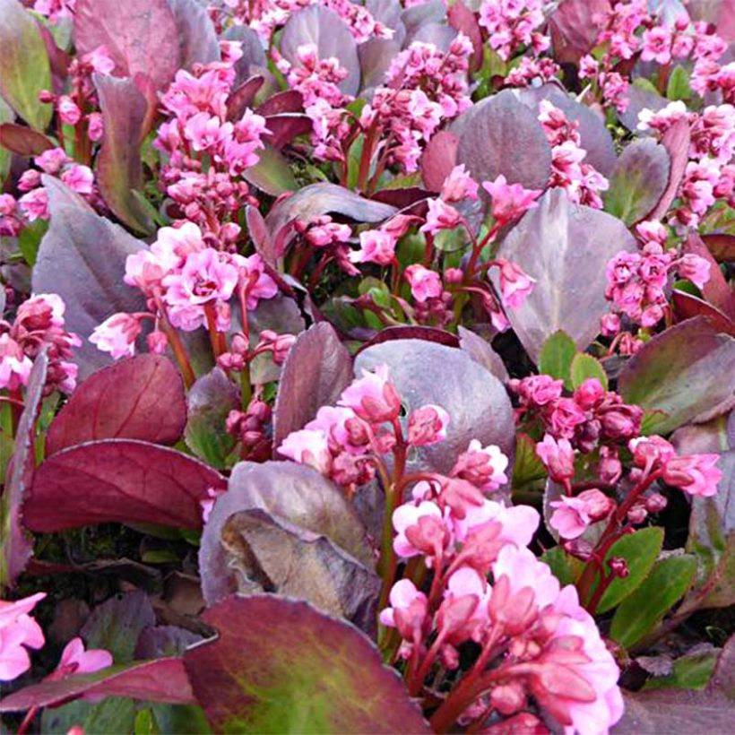 Bergenia Flirt - Bergenie (Flowering)