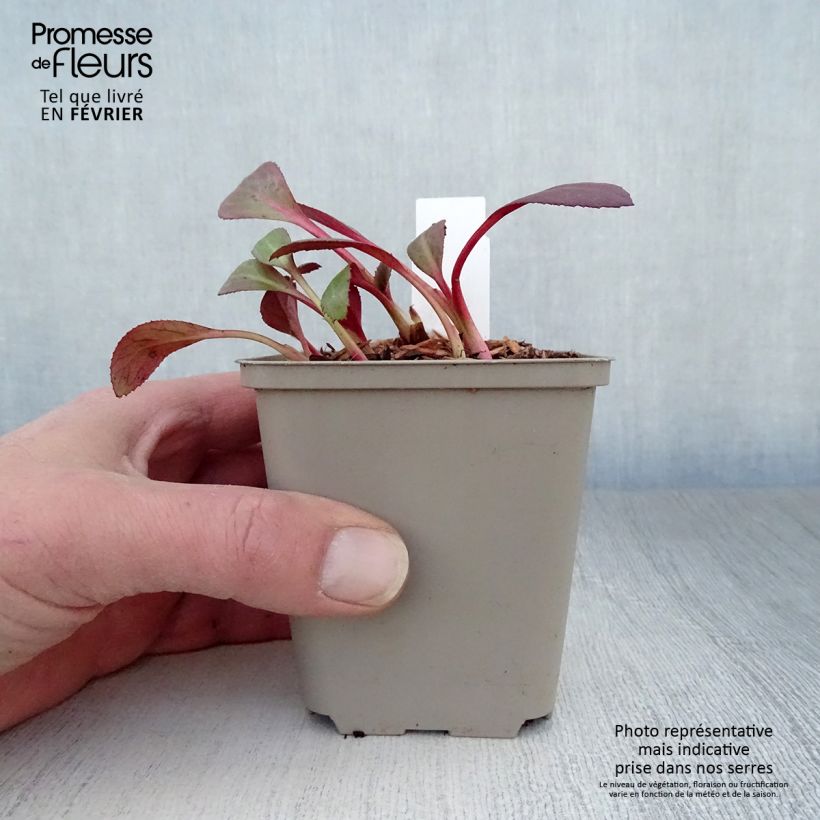 Exemplar von Bergenia Flirt - Bergenie Kleine Töpfe von 8/9 cm wie im Winter geliefert