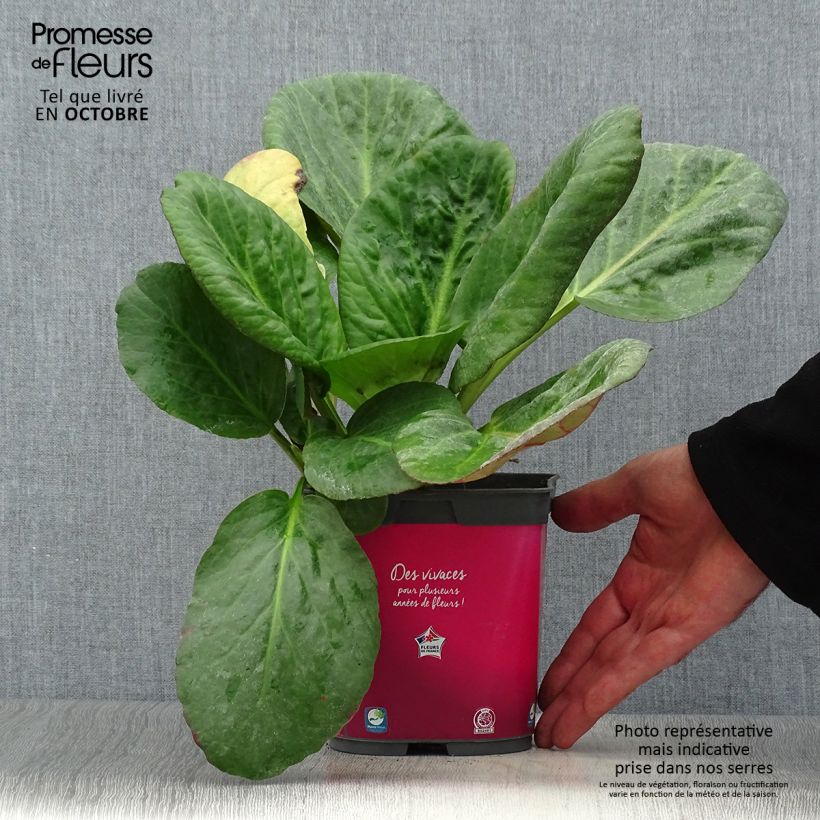 Example of Bergenia Abendglut - Bergenie Topf mit 2L/3L as you get in automne