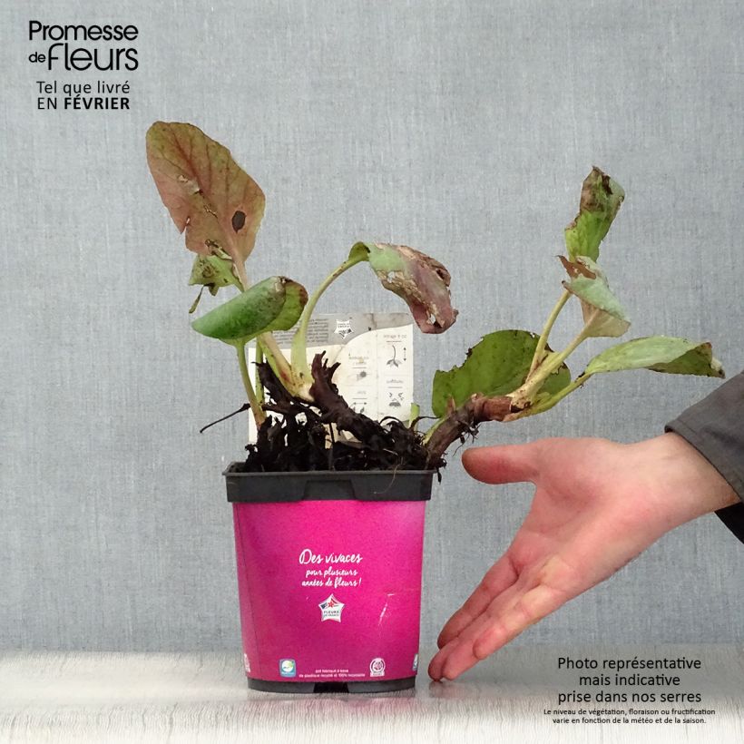 Exemplar von Bergenia Abendglut - Bergenie Topf mit 2L/3L wie im Winter geliefert