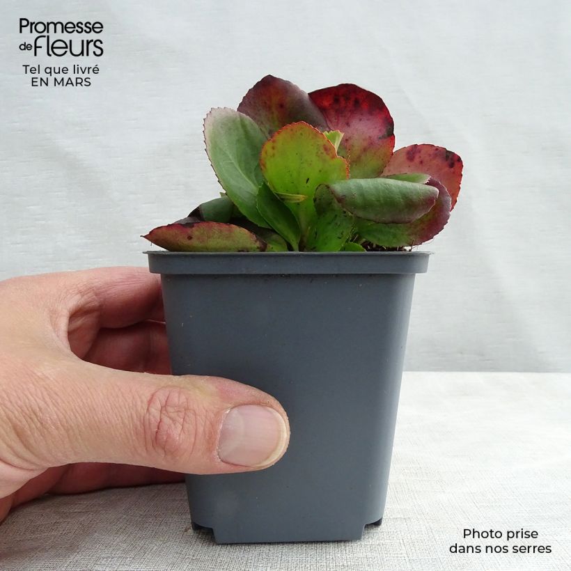 Exemplar von Bergenia Baby Doll - Bergenie Kleine Töpfe von 8/9 cm wie im Frühjahr geliefert