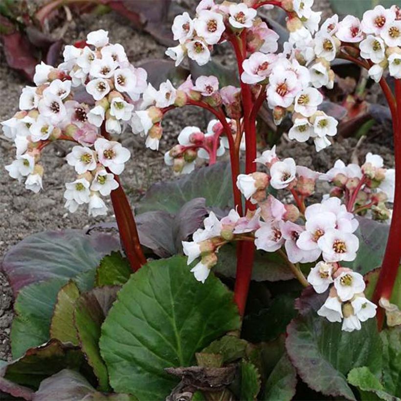 Bergenia Jelle - Bergenie (Flowering)