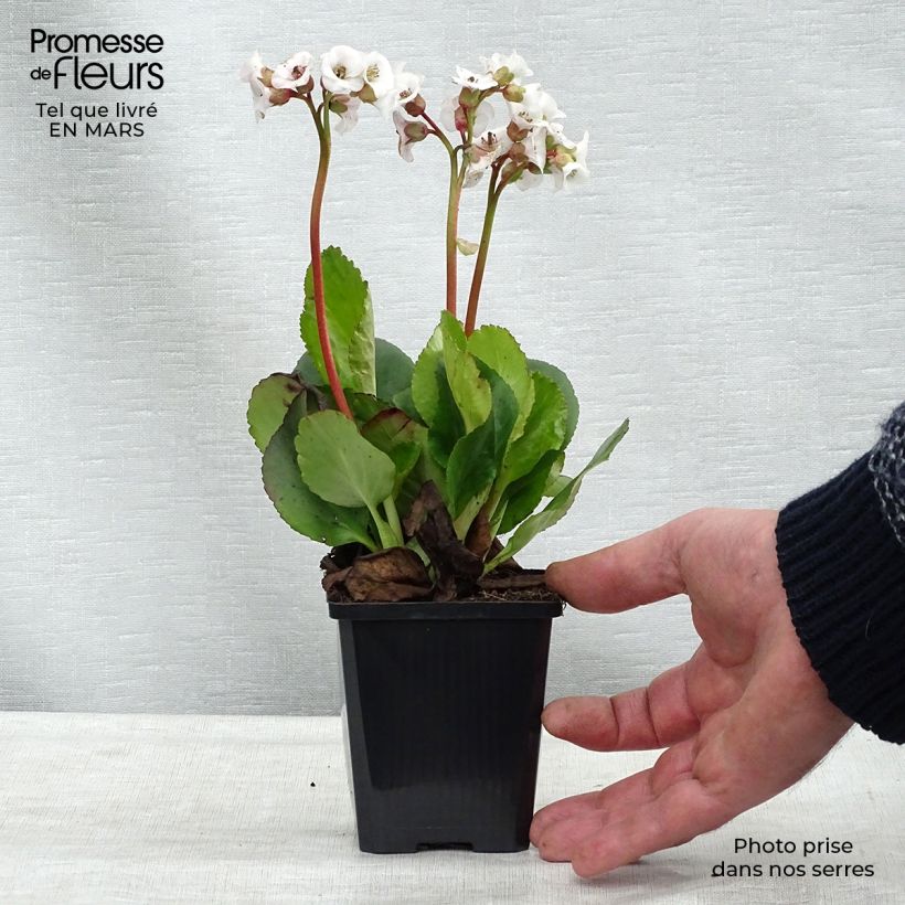 Exemplar von Bergenia Jelle - Bergenie Kleine Töpfe von 8/9 cm wie im Winter geliefert