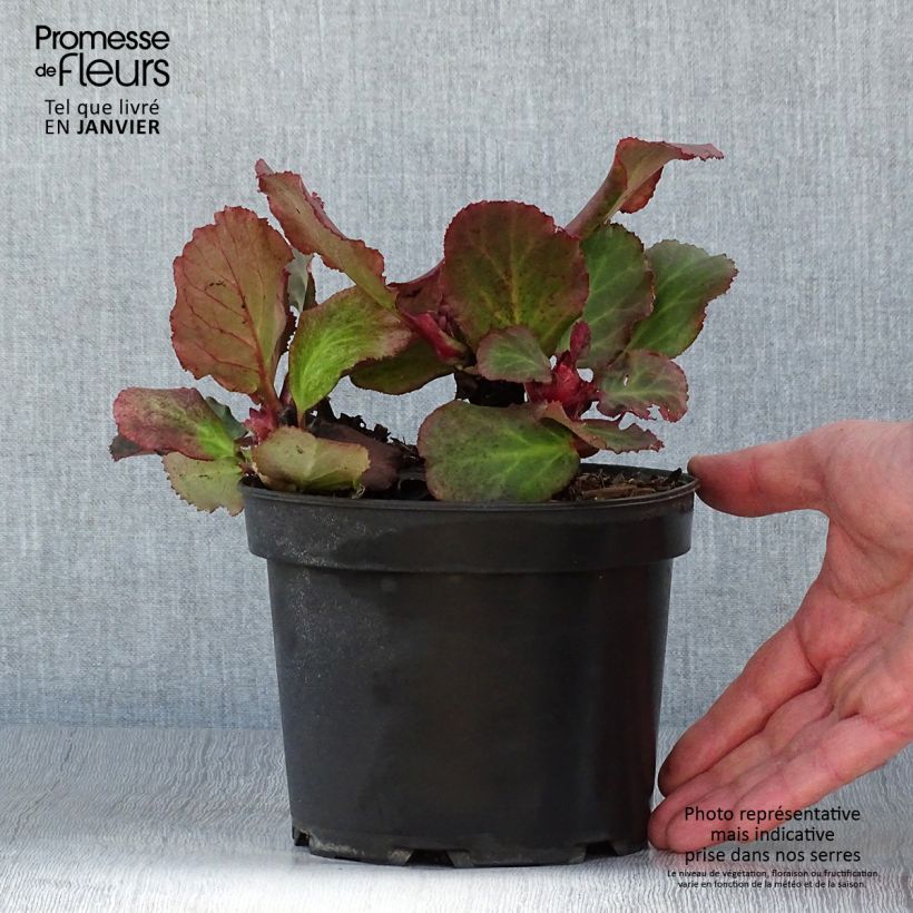 Exemplar von Bergenia cordifolia Morgenrote - Bergenie Topf mit 2L/3L wie im Winter geliefert
