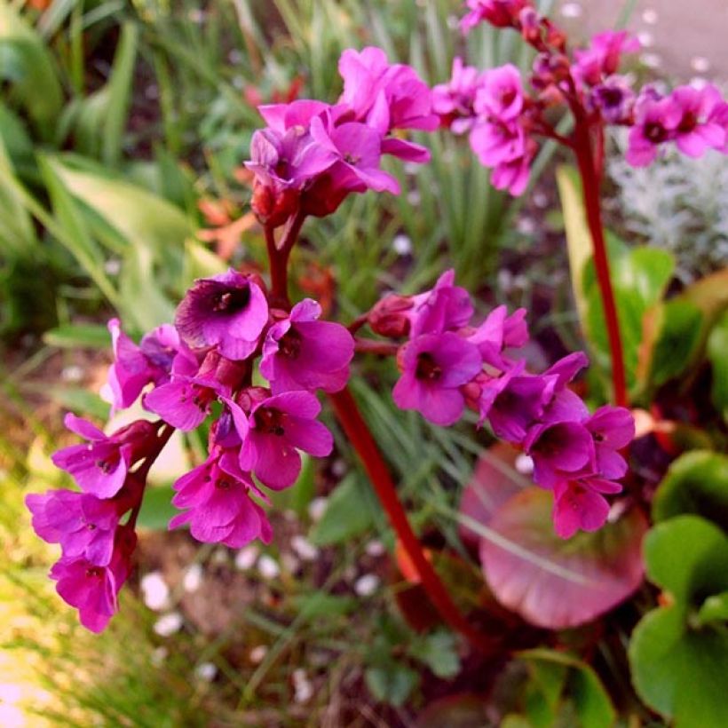 Bergenia Ouvertüre - Bergenie (Flowering)
