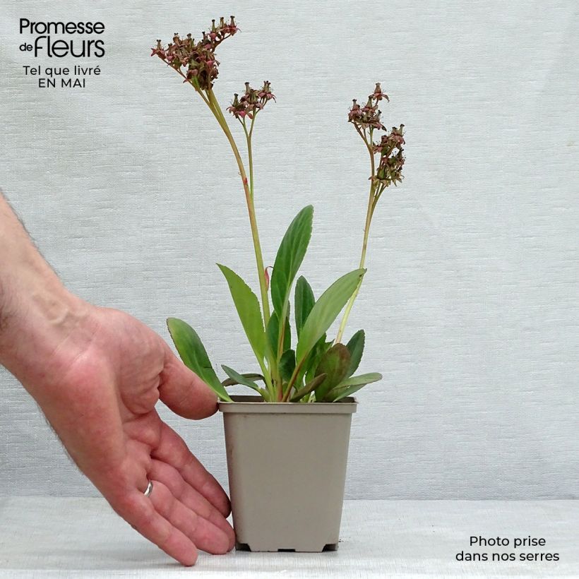 Exemplar von Bergenia Pink Dragonfly - Bergenie Kleine Töpfe von 8/9 cm wie im Frühjahr geliefert