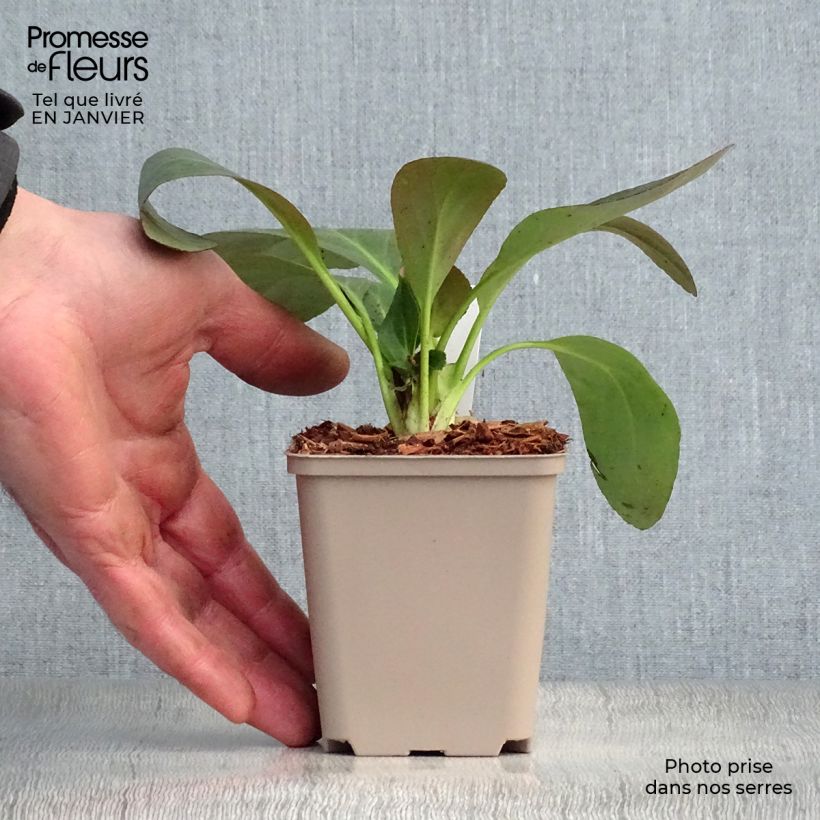 Exemplar von Bergenia Pink Dragonfly - Bergenie Kleine Töpfe von 8/9 cm wie im Winter geliefert