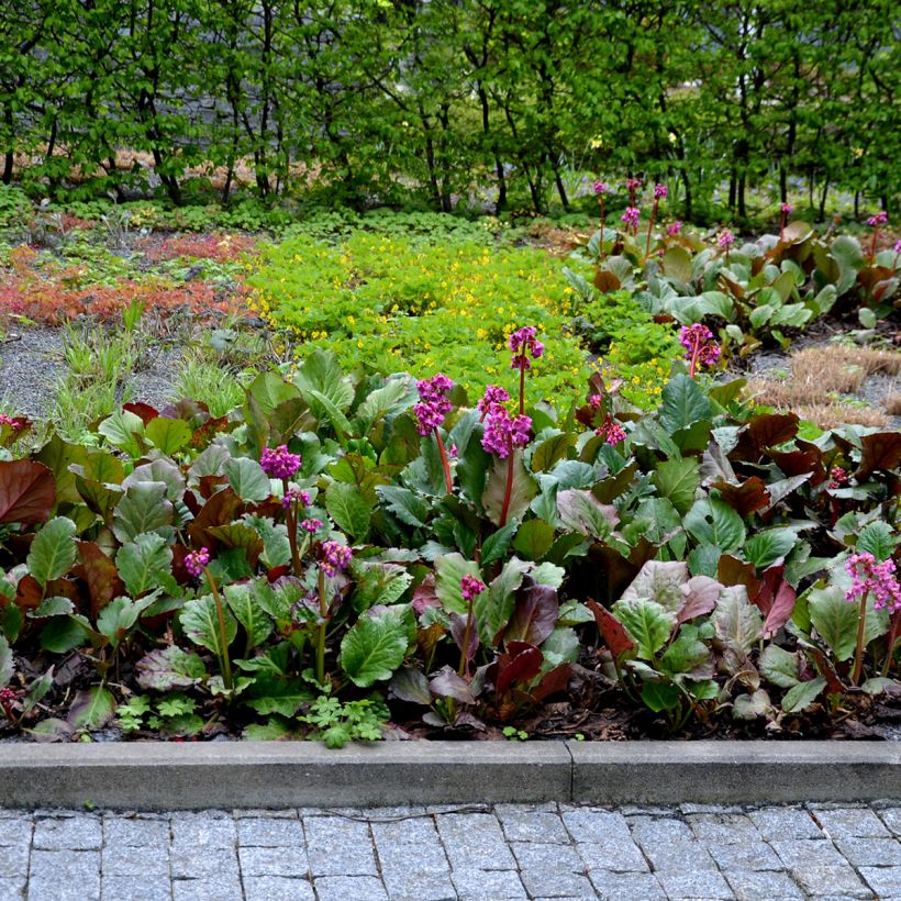 Bergenia cordifolia Rotblum - Bergenie (Plant habit)