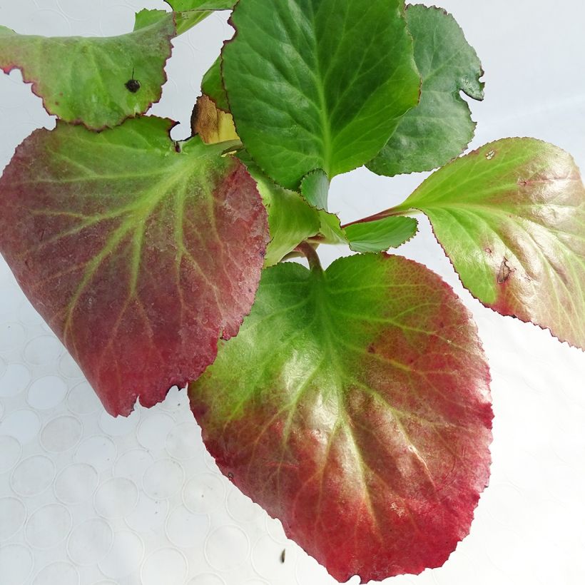 Bergenia Spring Fling - Bergenie (Foliage)