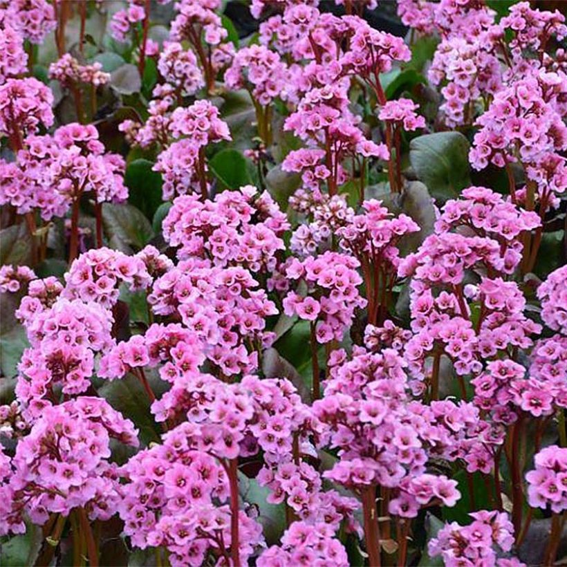 Bergenia Spring Fling - Bergenie (Flowering)