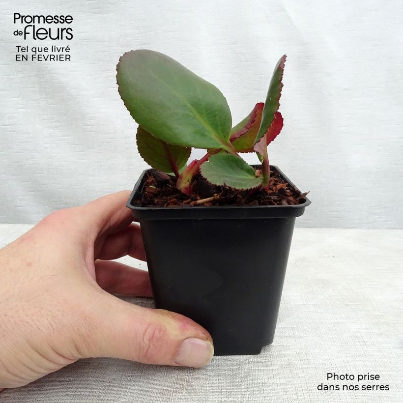 Exemplar von Bergenia Spring Fling - Bergenie Kleine Töpfe von 8/9 cm wie im Winter geliefert