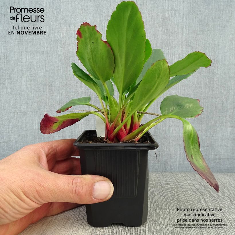 Example of Bergenia Spring Fling - Bergenie Kleine Töpfe von 8/9 cm as you get in automne