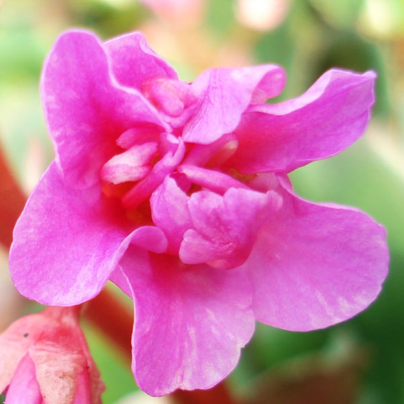 Bergenia cordifolia - Bergenie (Flowering)