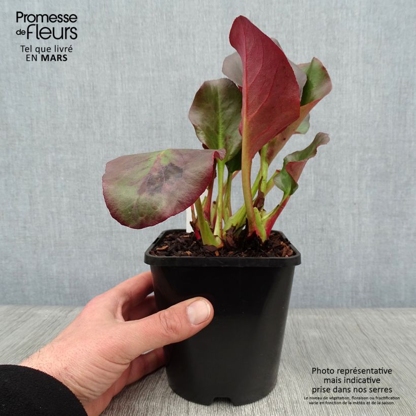 Example of Bergenia cordifolia Eroïca - Bergenie Topf mit 1,5L/2L as you get in hiver
