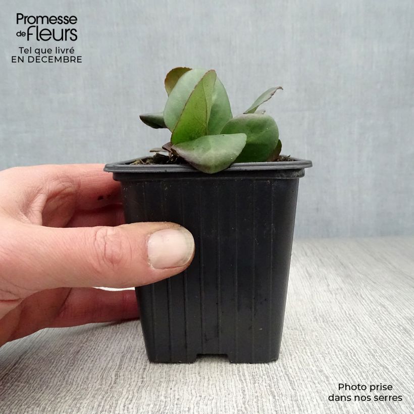 Exemplar von Bergenia cordifolia - Bergenie Kleine Töpfe von 7/8 cm wie im Winter geliefert