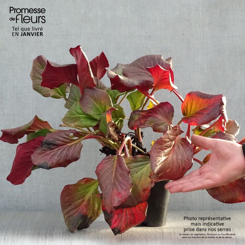 Exemplar von Bergenia cordifolia - Bergenie Topf mit 2L/3L wie im Winter geliefert