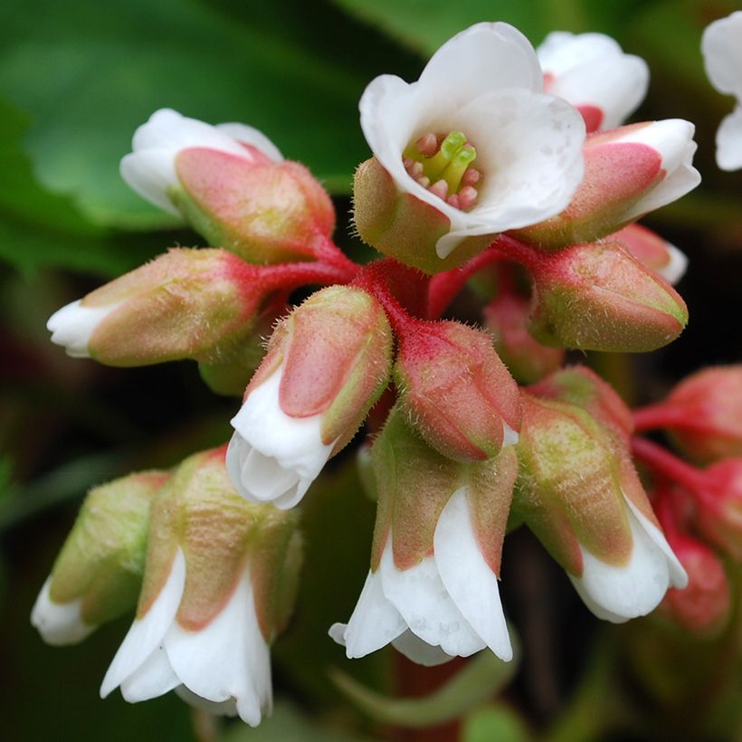 Bergenia cordifolia Silberlicht - Bergenie (Flowering)