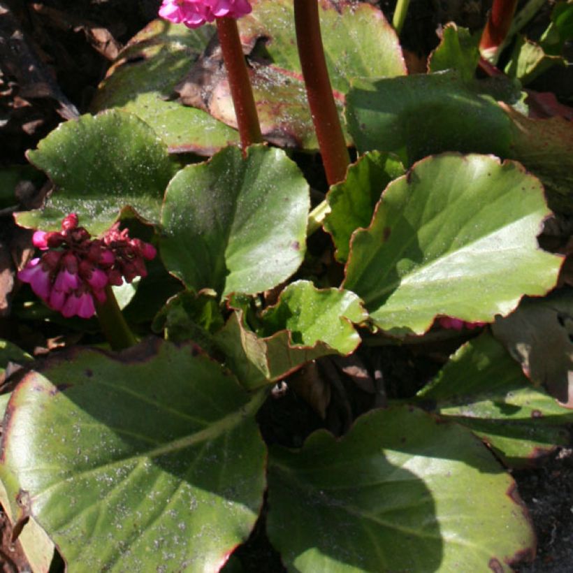 Bergenia Abendglut - Bergenie (Foliage)