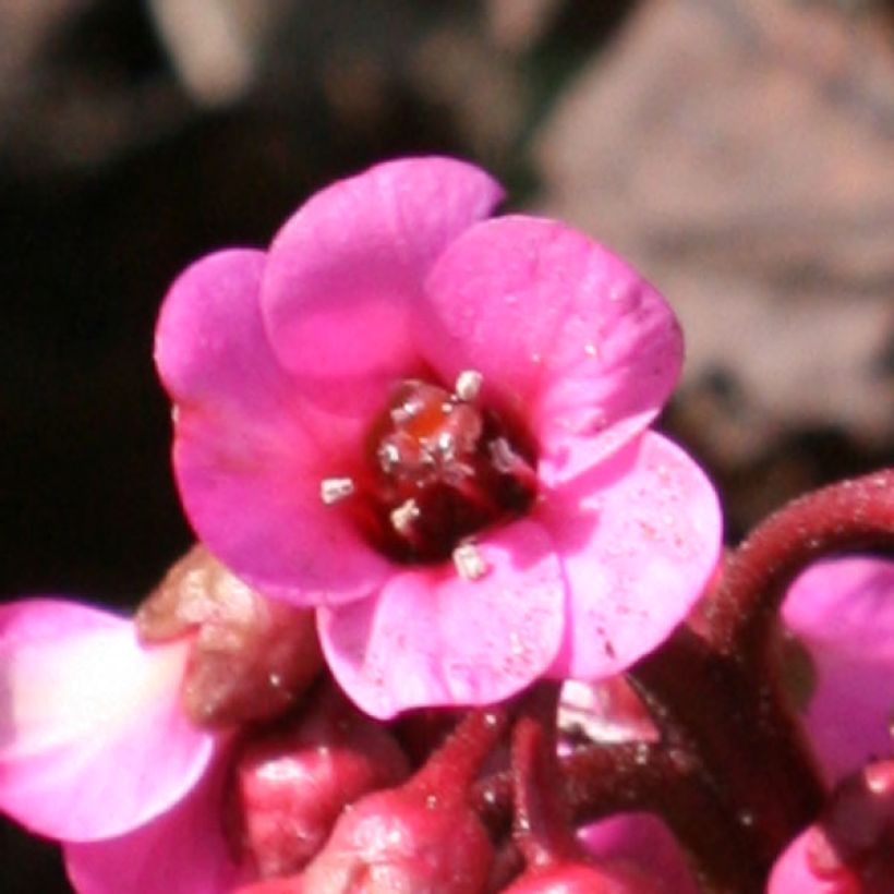 Bergenia Abendglut - Bergenie (Flowering)