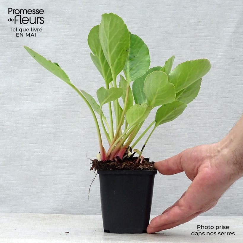 Exemplar von Bergenia Harzkristall - Bergenie Kleine Töpfe von 8/9 cm wie im Frühjahr geliefert