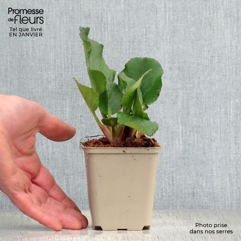 Exemplar von Bergenia Harzkristall - Bergenie Kleine Töpfe von 8/9 cm wie im Winter geliefert