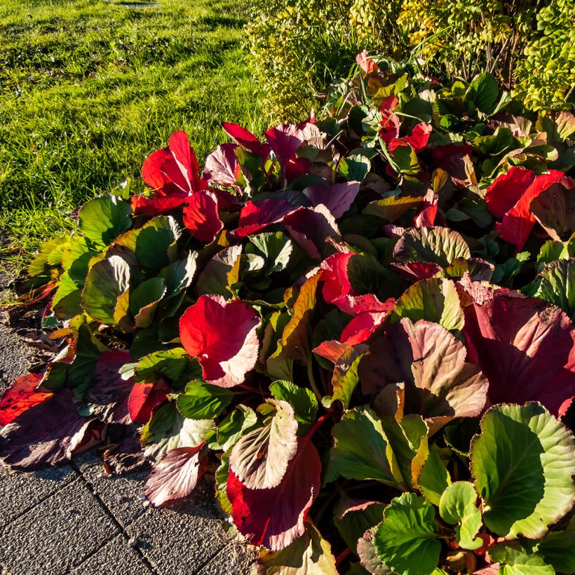 Bergenia purpurascens - Bergenie (Plant habit)