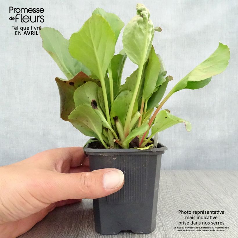 Exemplar von Bergenia purpurascens - Bergenie Kleine Töpfe von 8/9 cm wie im Frühjahr geliefert