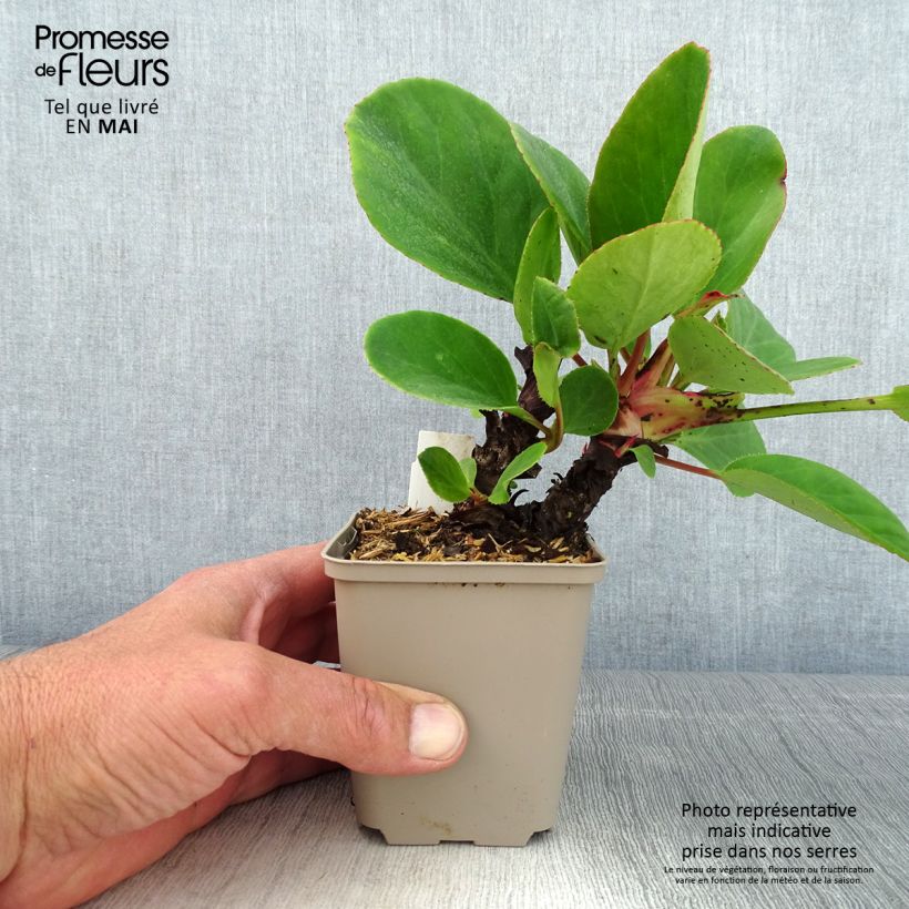 Exemplar von Bergenia schmidtii - Bergenie Kleine Töpfe von 8/9 cm wie im Frühjahr geliefert