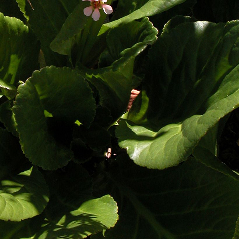 Bergenia stracheyi - Bergenie (Foliage)