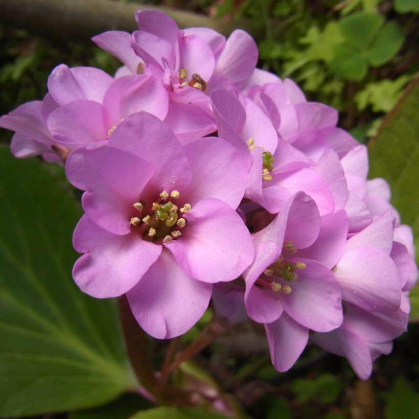 Bergenia stracheyi - Bergenie (Flowering)