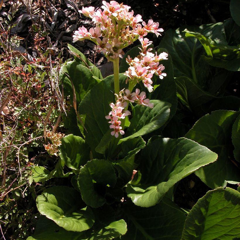 Bergenia stracheyi - Bergenie (Plant habit)