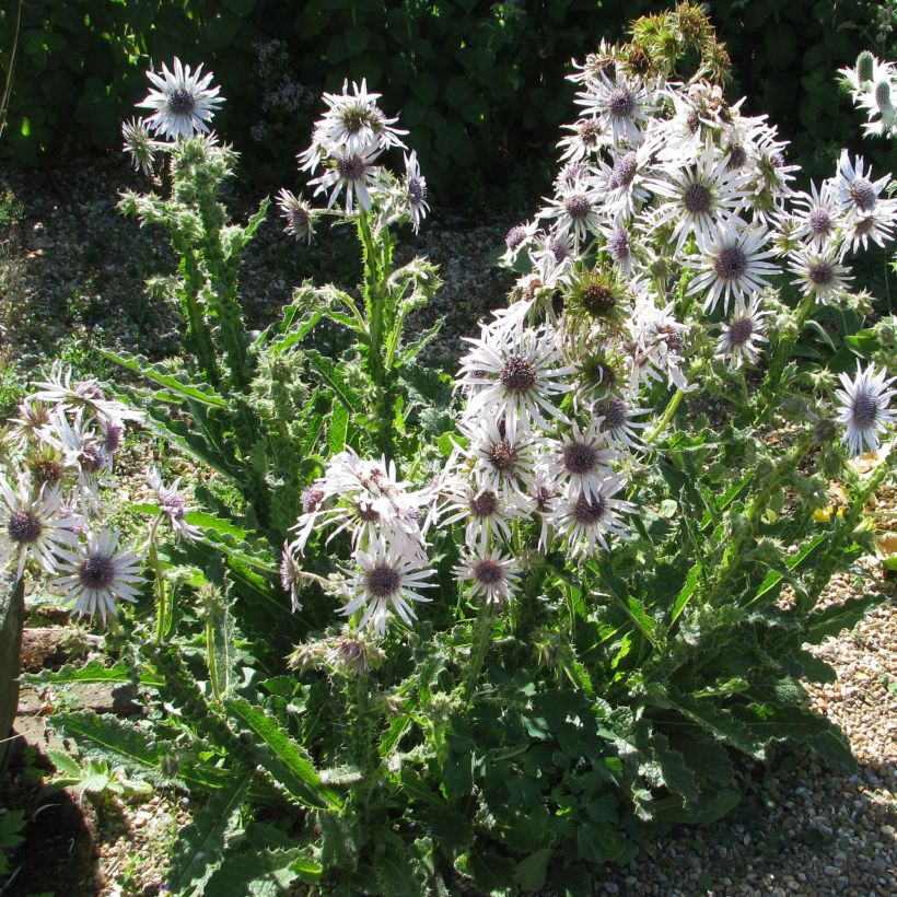 Berkheya purpurea - Südafrikanische Purpurdistel (Plant habit)