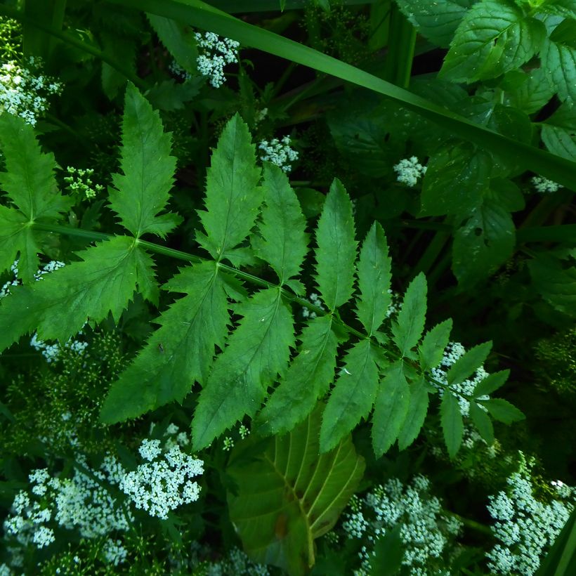 Berula erecta - Aufrechte Berle (Foliage)