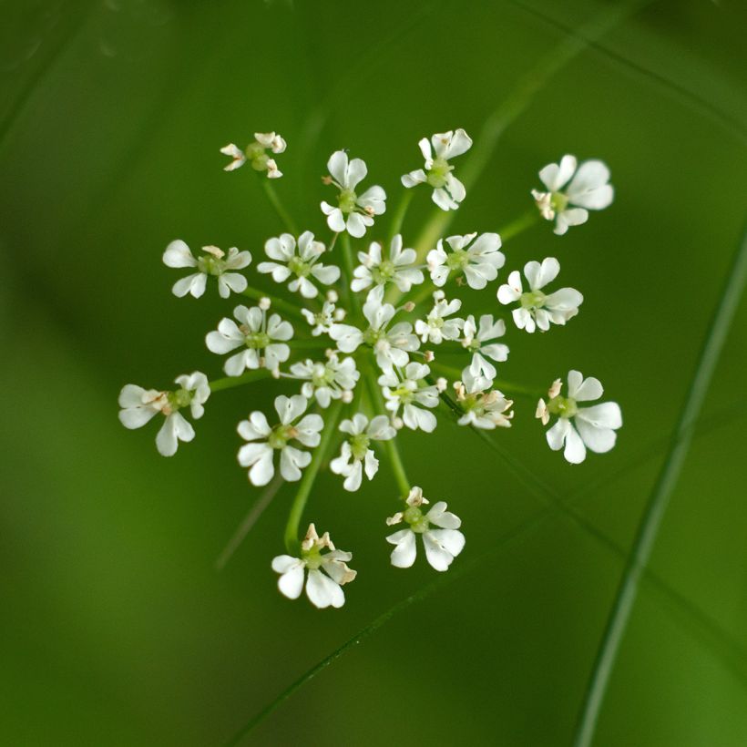 Berula erecta - Aufrechte Berle (Flowering)