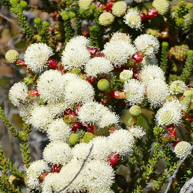 Berzelia lanuginosa - Berzelie (Flowering)