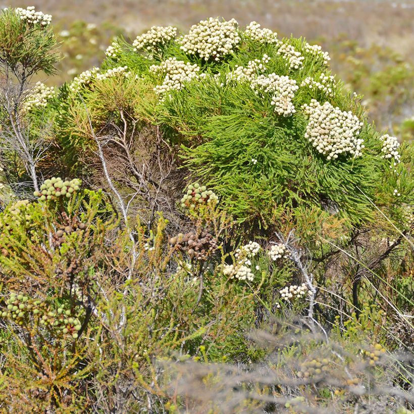 Berzelia lanuginosa - Berzelie (Plant habit)